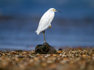 Preview wallpaper snowy egret, heron, bird, stone