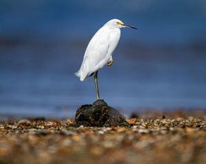 Preview wallpaper snowy egret, heron, bird, stone