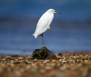 Preview wallpaper snowy egret, heron, bird, stone