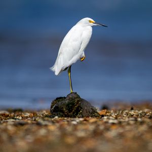 Preview wallpaper snowy egret, heron, bird, stone