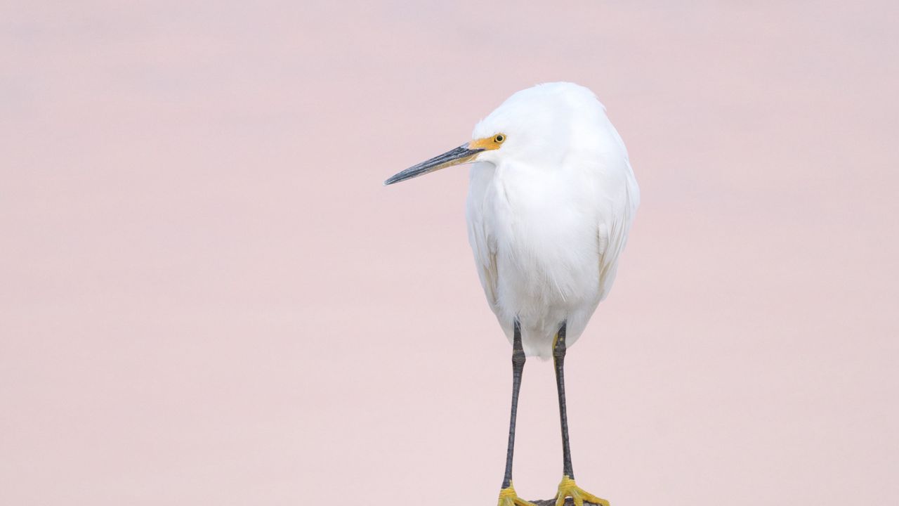 Wallpaper snowy egret, heron, bird, log