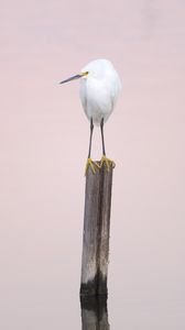 Preview wallpaper snowy egret, heron, bird, log