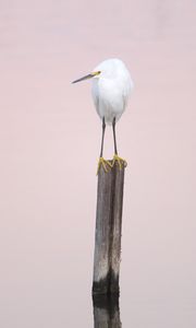 Preview wallpaper snowy egret, heron, bird, log