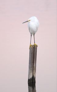 Preview wallpaper snowy egret, heron, bird, log