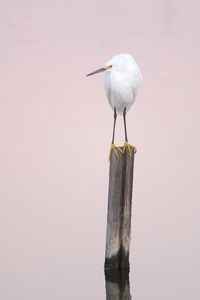 Preview wallpaper snowy egret, heron, bird, log