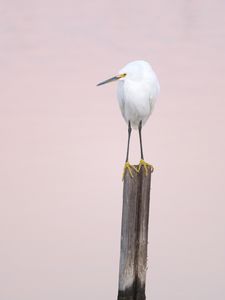 Preview wallpaper snowy egret, heron, bird, log