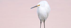 Preview wallpaper snowy egret, heron, bird, log