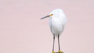 Preview wallpaper snowy egret, heron, bird, log