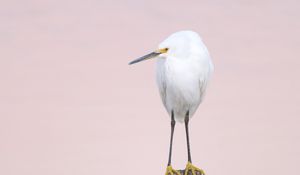 Preview wallpaper snowy egret, heron, bird, log