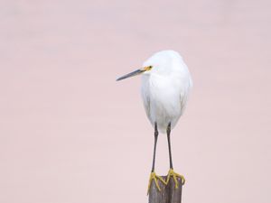 Preview wallpaper snowy egret, heron, bird, log