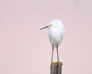 Preview wallpaper snowy egret, heron, bird, log