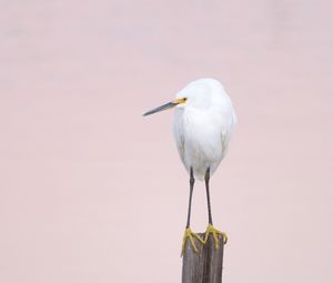 Preview wallpaper snowy egret, heron, bird, log