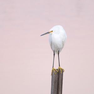 Preview wallpaper snowy egret, heron, bird, log