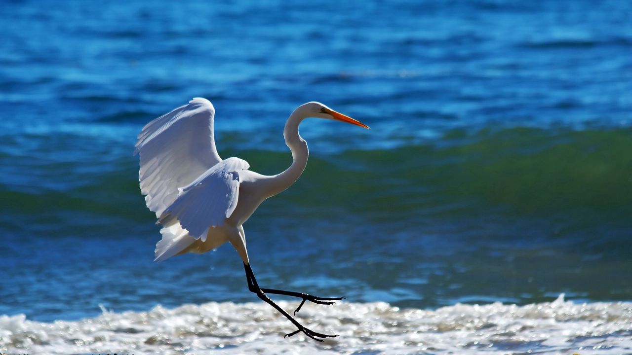 Wallpaper snowy egret, wave, spray, beach