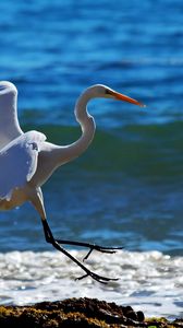 Preview wallpaper snowy egret, wave, spray, beach