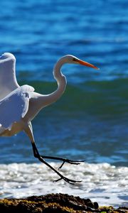 Preview wallpaper snowy egret, wave, spray, beach