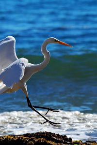 Preview wallpaper snowy egret, wave, spray, beach