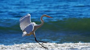 Preview wallpaper snowy egret, wave, spray, beach