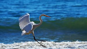 Preview wallpaper snowy egret, wave, spray, beach