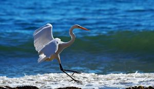 Preview wallpaper snowy egret, wave, spray, beach