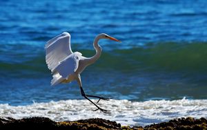 Preview wallpaper snowy egret, wave, spray, beach