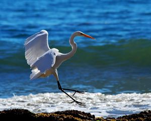 Preview wallpaper snowy egret, wave, spray, beach