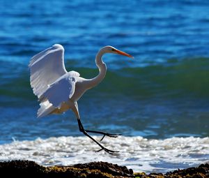 Preview wallpaper snowy egret, wave, spray, beach