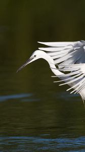 Preview wallpaper snowy egret, wings, flap, light