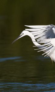 Preview wallpaper snowy egret, wings, flap, light