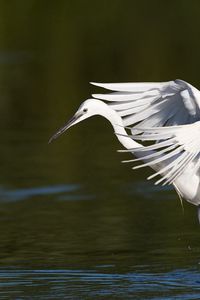 Preview wallpaper snowy egret, wings, flap, light