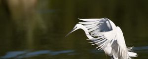 Preview wallpaper snowy egret, wings, flap, light