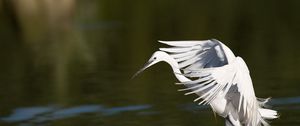 Preview wallpaper snowy egret, wings, flap, light