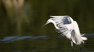 Preview wallpaper snowy egret, wings, flap, light