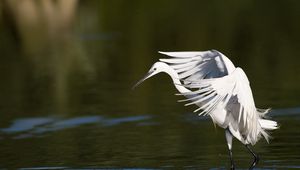 Preview wallpaper snowy egret, wings, flap, light