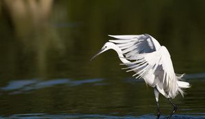 Preview wallpaper snowy egret, wings, flap, light