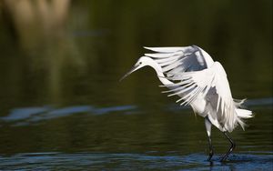 Preview wallpaper snowy egret, wings, flap, light