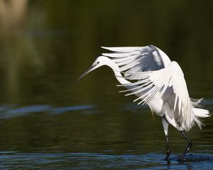 Preview wallpaper snowy egret, wings, flap, light