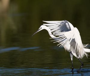 Preview wallpaper snowy egret, wings, flap, light