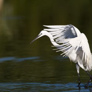 Preview wallpaper snowy egret, wings, flap, light