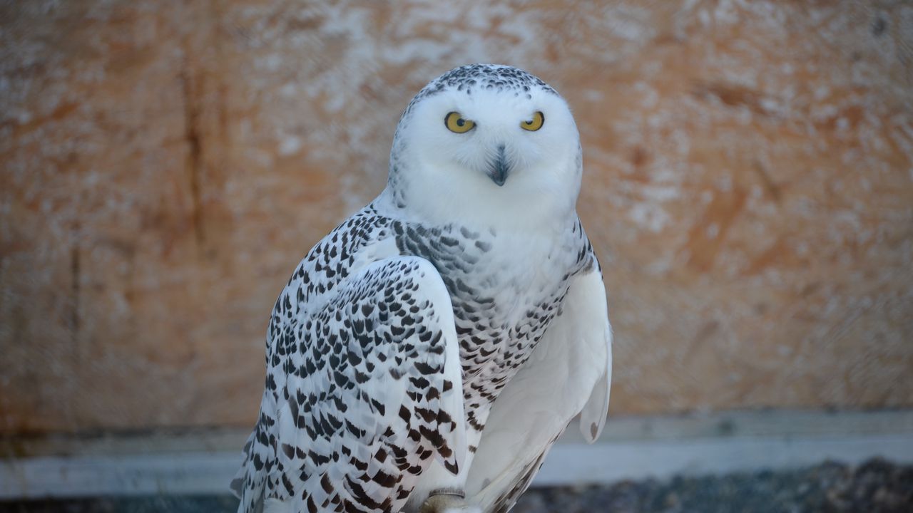 Wallpaper snowy owl, bird, predator