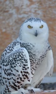 Preview wallpaper snowy owl, bird, predator