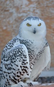 Preview wallpaper snowy owl, bird, predator