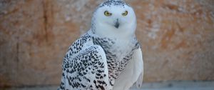 Preview wallpaper snowy owl, bird, predator