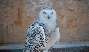 Preview wallpaper snowy owl, bird, predator