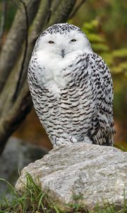 Preview wallpaper snowy owl, bird, rock, wildlife