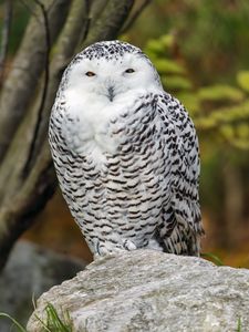Preview wallpaper snowy owl, bird, rock, wildlife