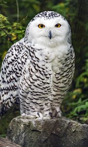 Preview wallpaper snowy owl, bird, white, wildlife