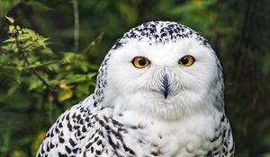 Preview wallpaper snowy owl, bird, white, wildlife