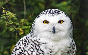 Preview wallpaper snowy owl, bird, white, wildlife