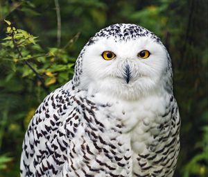 Preview wallpaper snowy owl, bird, white, wildlife